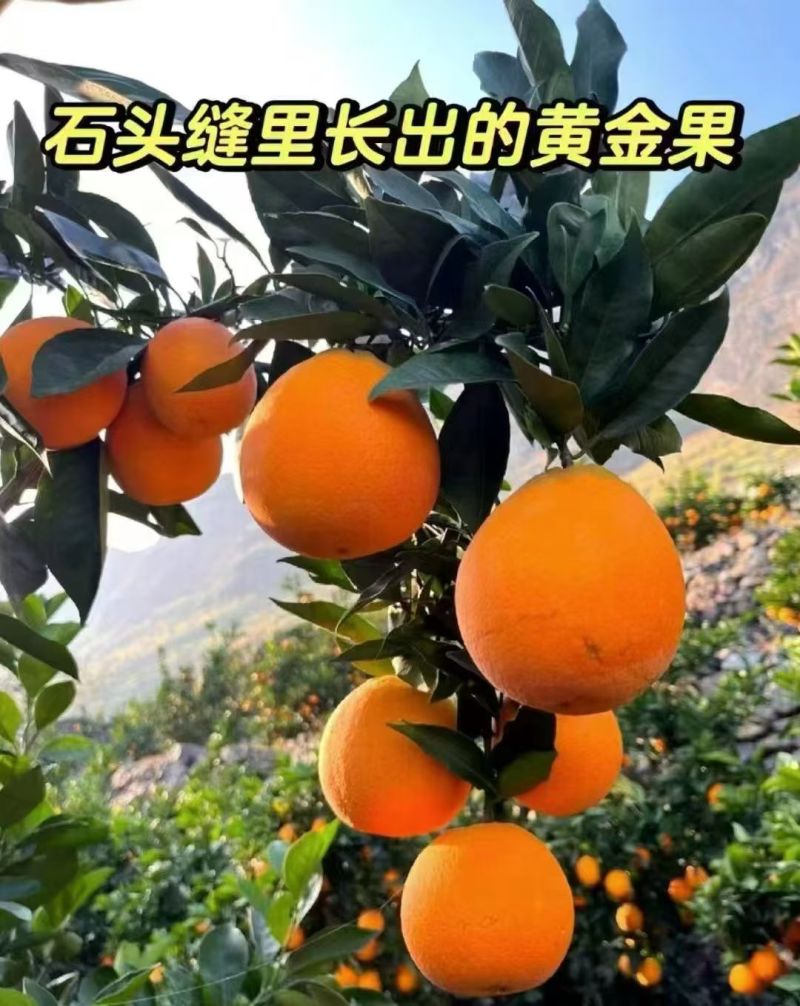 雷波脐橙四川特色基地直发对接商超团购电商一条龙