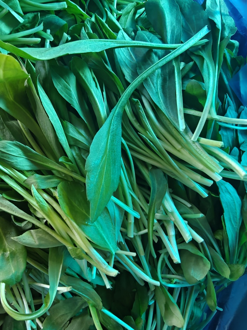 新鲜采摘马兰头大叶粗马兰头