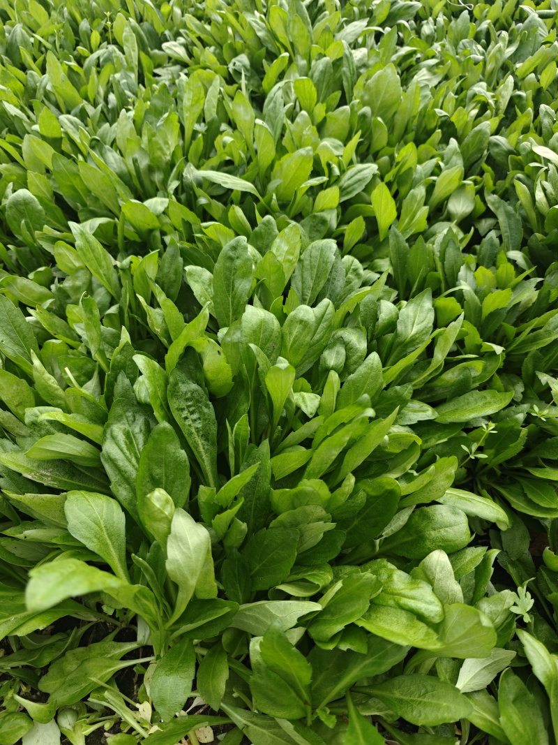 新鲜采摘马兰头大叶粗马兰头