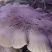 仿野生麒麟菇