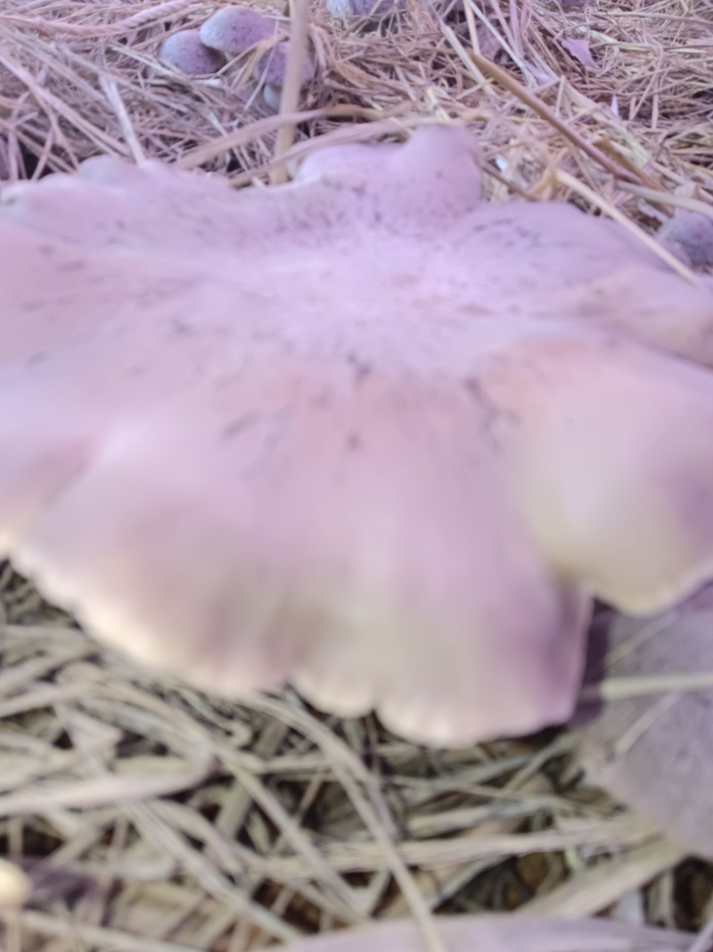 仿野生麒麟菇