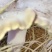 仿野生麒麟菇