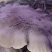 仿野生麒麟菇