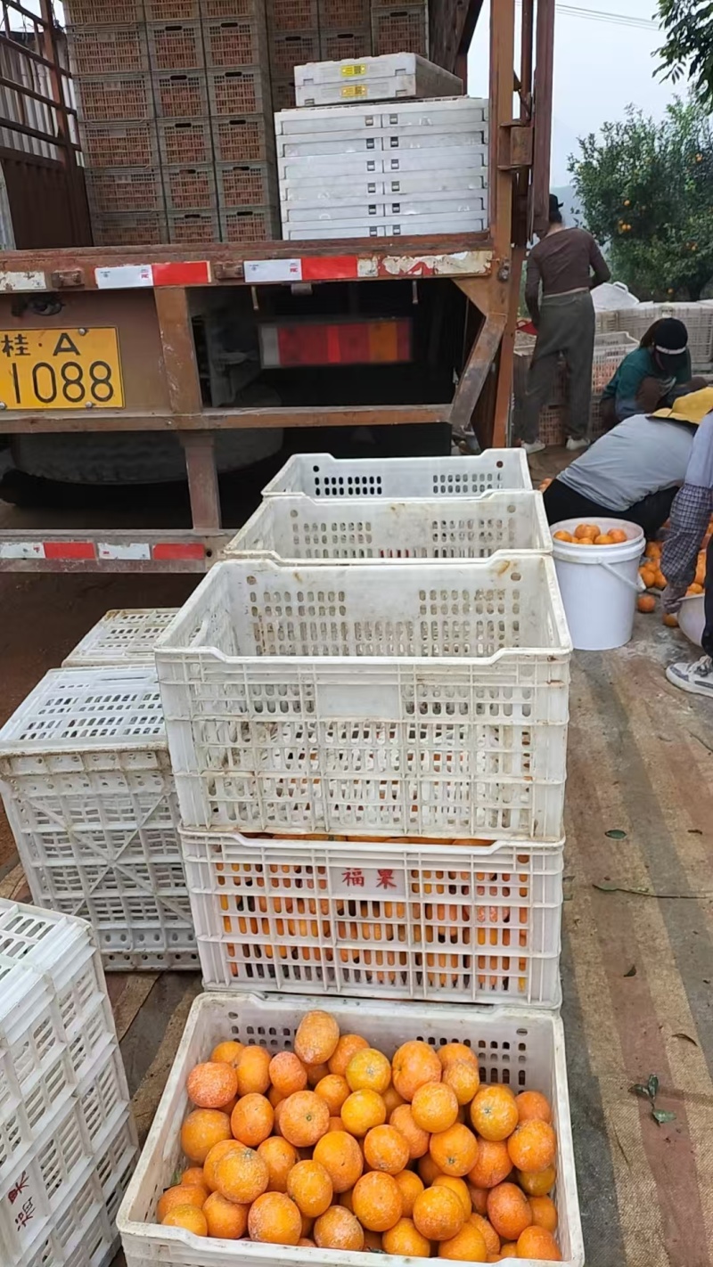 武鸣沃柑，产地直发，核心产区发货，大量批发