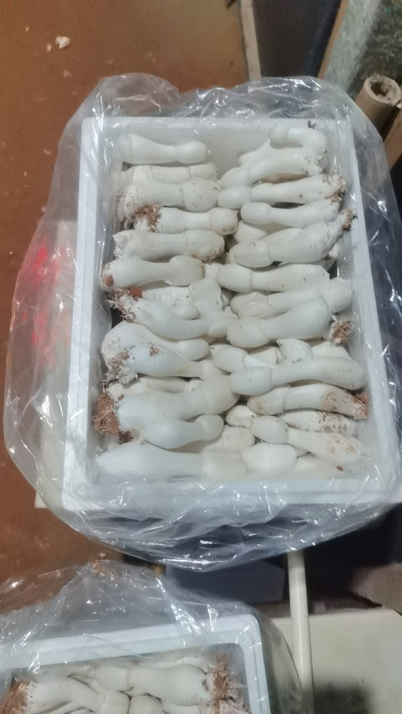 鸡腿菇