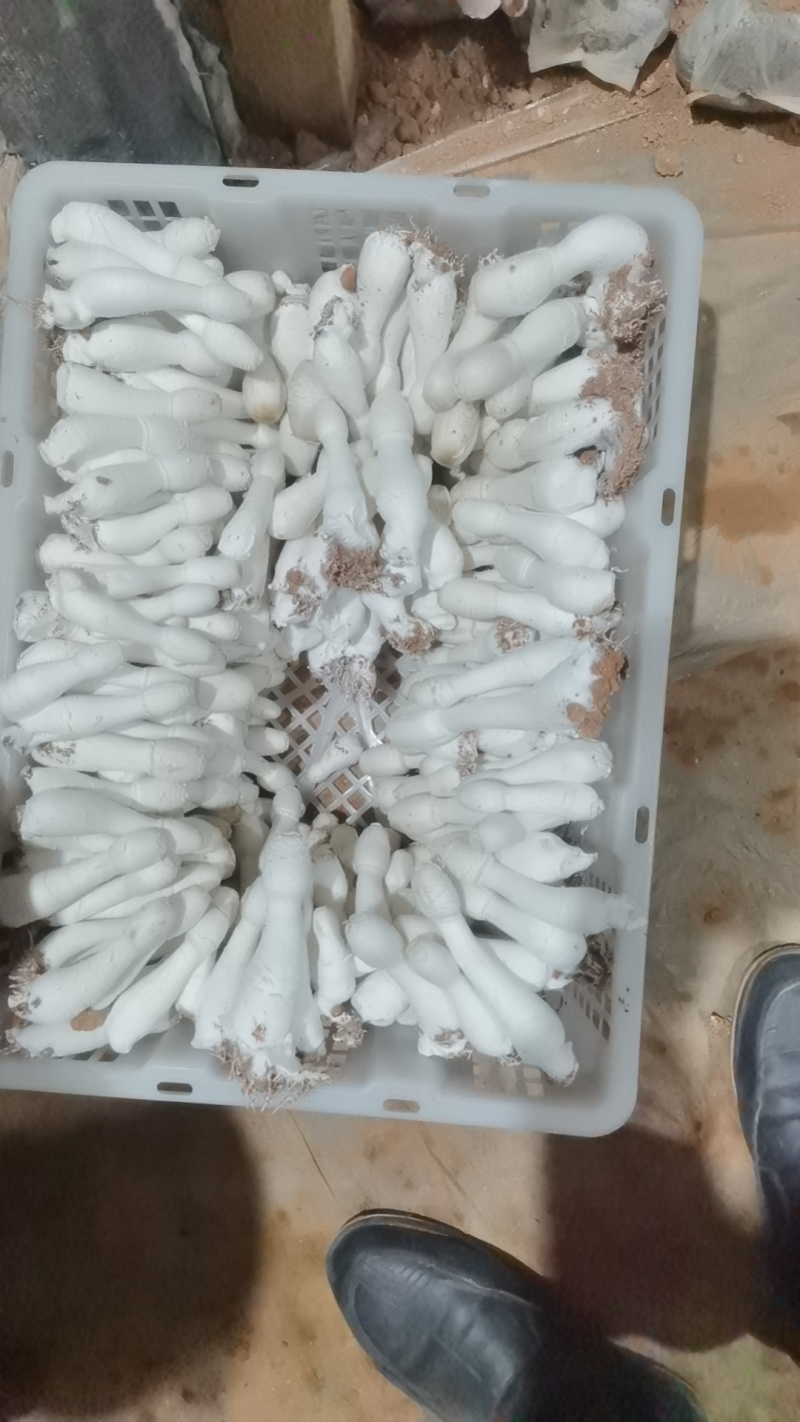 鸡腿菇