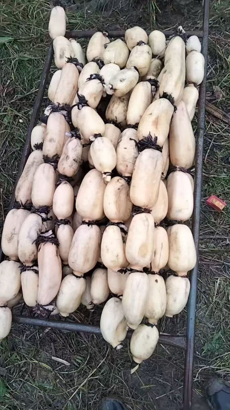 城固县千亩莲藕基地，产地直发，一手货源，对接全国。