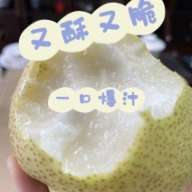 砀山精品酥脆1号梨酥梨产地直发质量保证欢迎来电咨询