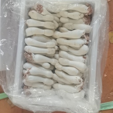 鸡腿菇