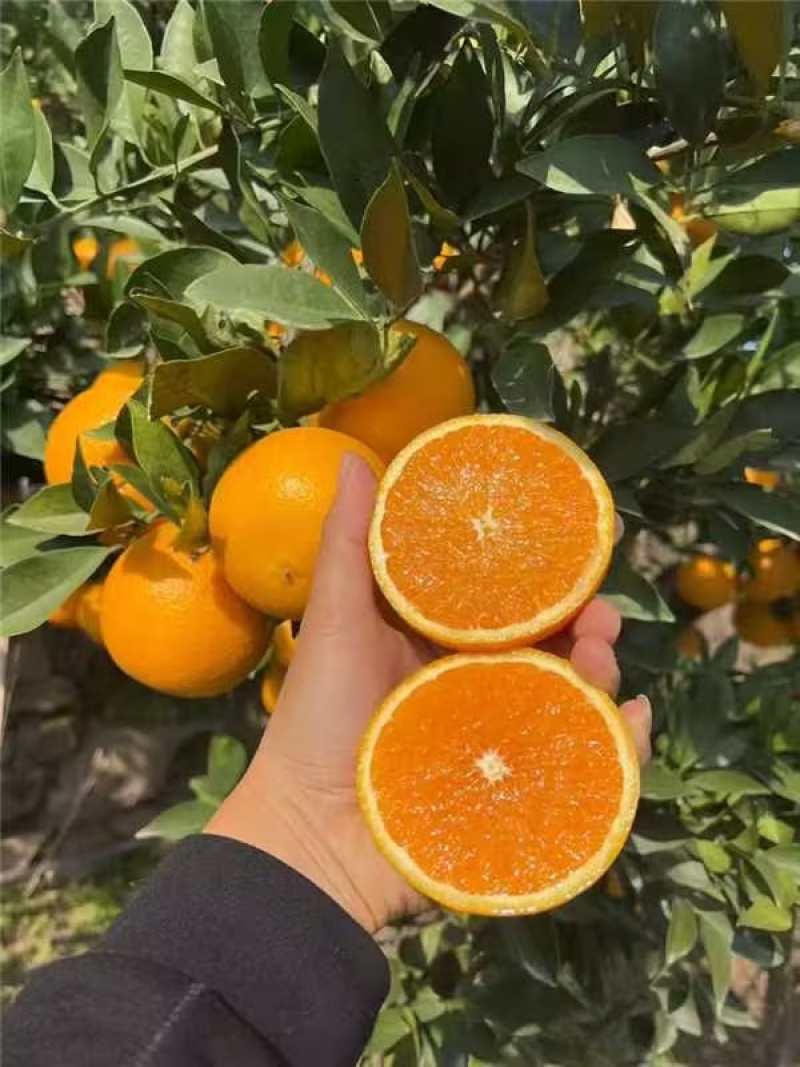 湖北精品九月红果冻橙产地直发货源充足量大价优欢迎随时联系