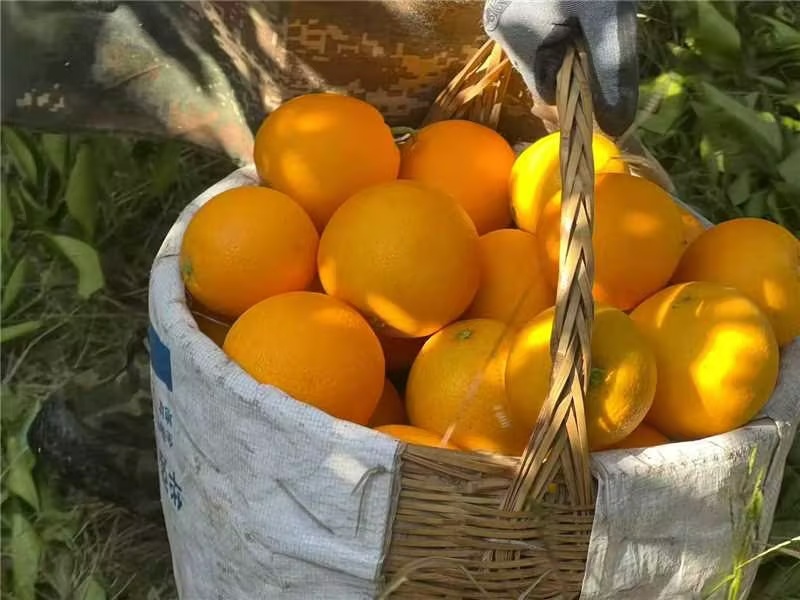 湖北精品九月红果冻橙产地直发货源充足量大价优欢迎随时联系
