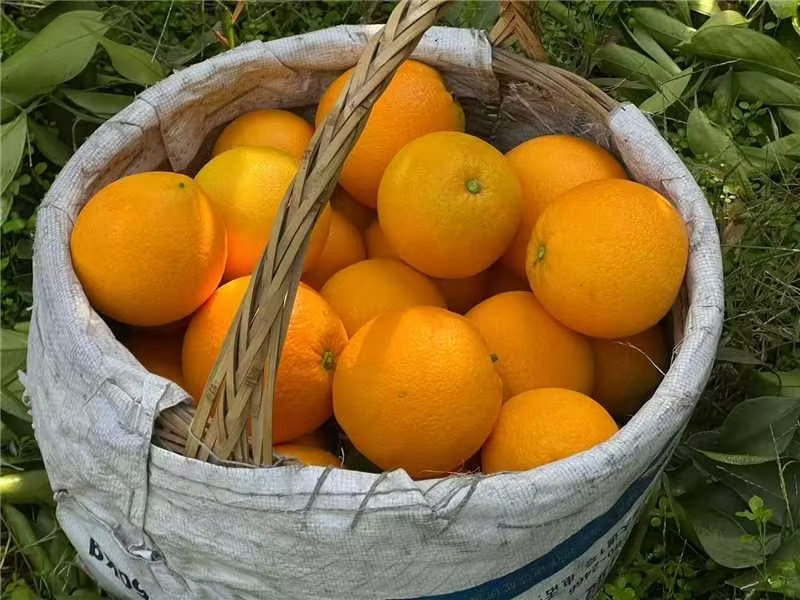 湖北精品九月红果冻橙产地直发货源充足量大价优欢迎随时联系