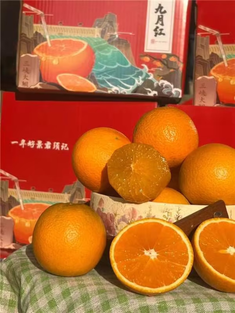 湖北精品九月红果冻橙产地直发货源充足量大价优欢迎随时联系