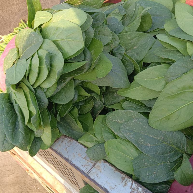大叶菠菜千亩基地