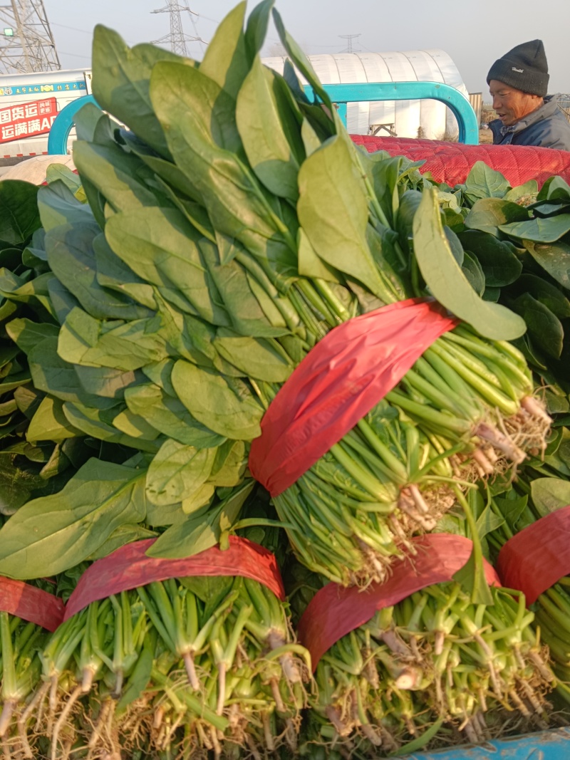 大叶菠菜千亩基地