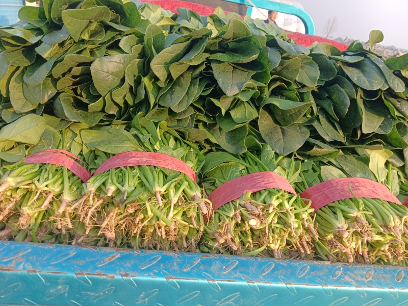 大叶菠菜千亩基地
