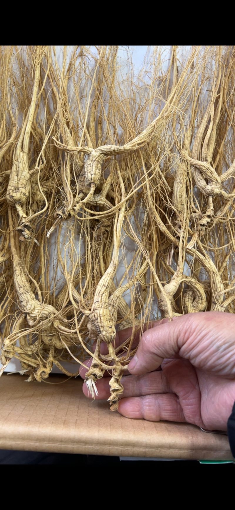 林下参子货14—5年装精品礼盒送礼特别高大上