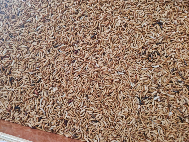 黄粉虫干，面包虫干
