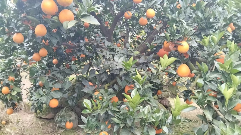重庆云阳圆纽荷，糖度13左右对接农户，产地直发，无中间商