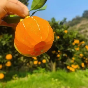 九月红果冻橙/湖北秭归主产区/大量现货/欢迎选购