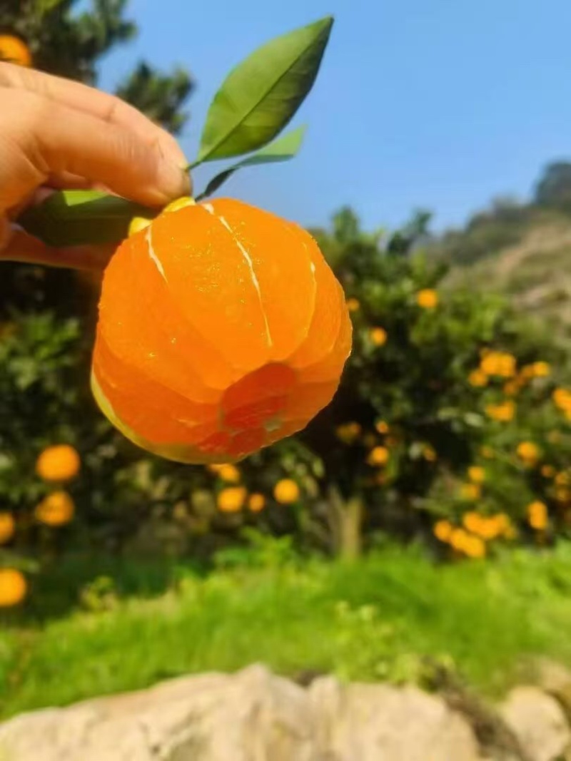九月红果冻橙/湖北秭归主产区/大量现货/欢迎选购