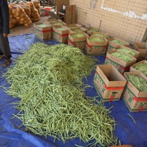 广东四季豆产地一手货源全国各地可供货支持配车