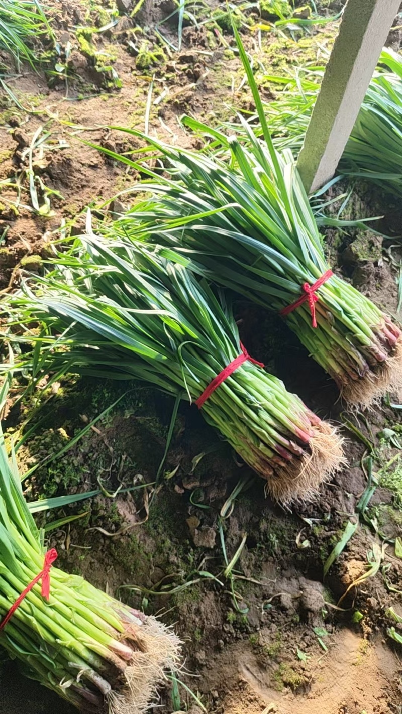 红根蒜苗、红皮蒜苗、基地直供、量大优惠