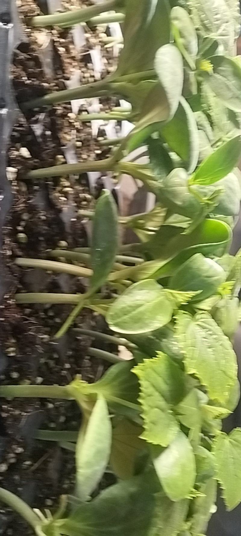 花神豹种苗