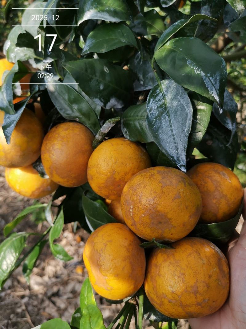 沃柑花皮次果产地直供产地代办对接全国整车代发