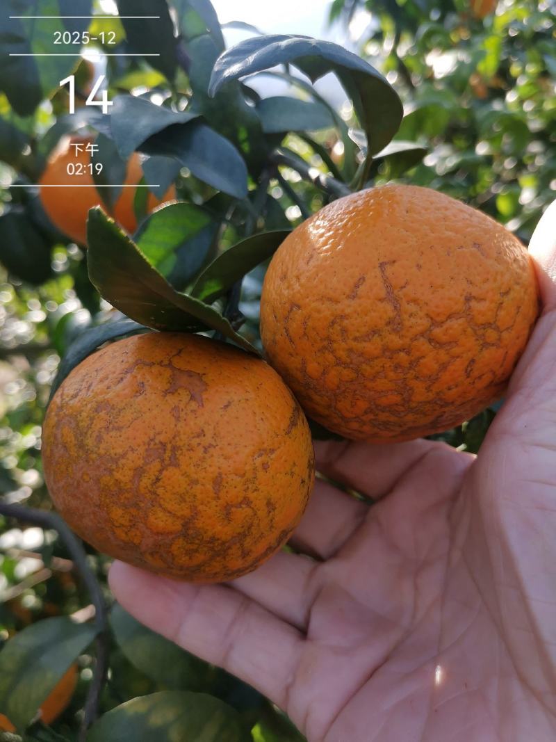 沃柑花皮次果产地直供产地代办对接全国整车代发