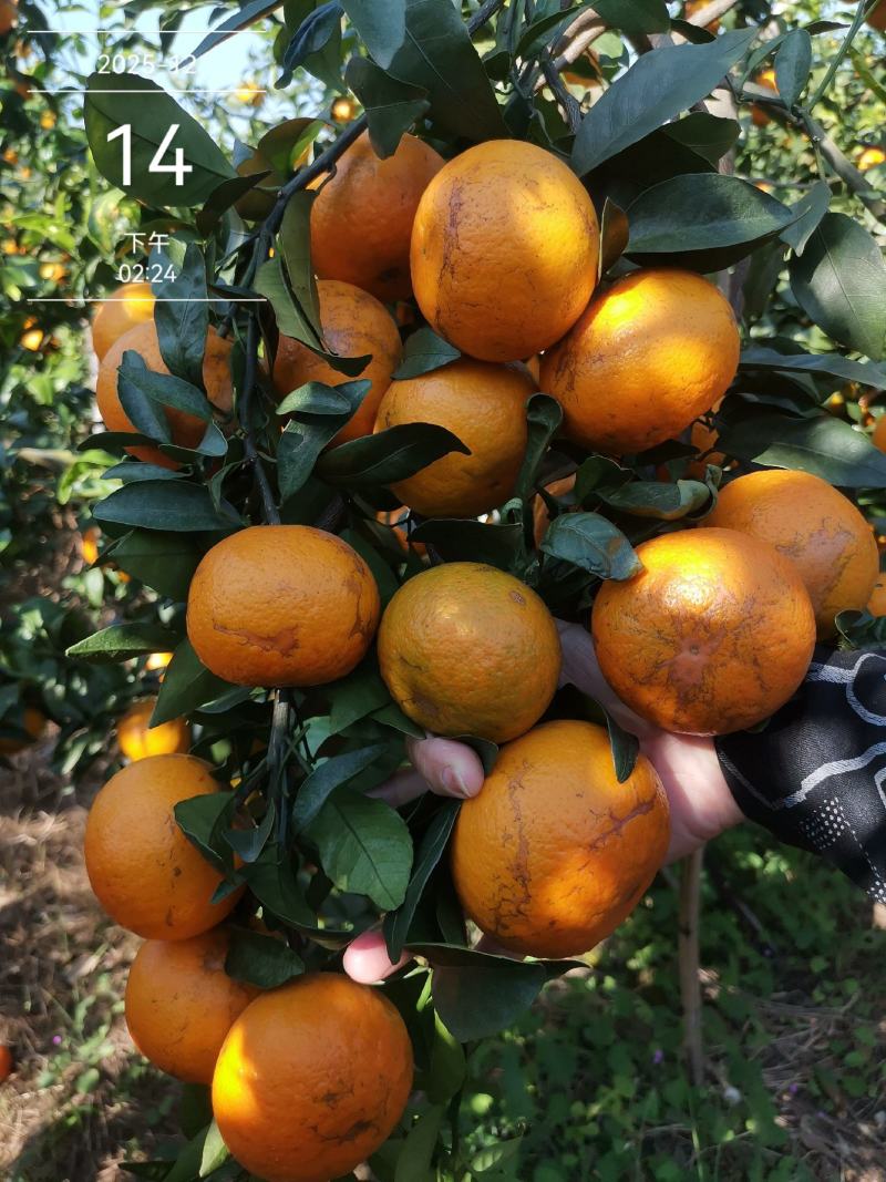 沃柑花皮次果产地直供产地代办对接全国整车代发