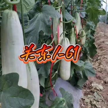 博洋61，各种61，各种9号种苗