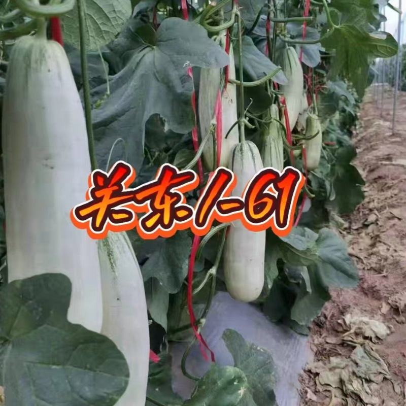 博洋61，各种61，各种9号种苗