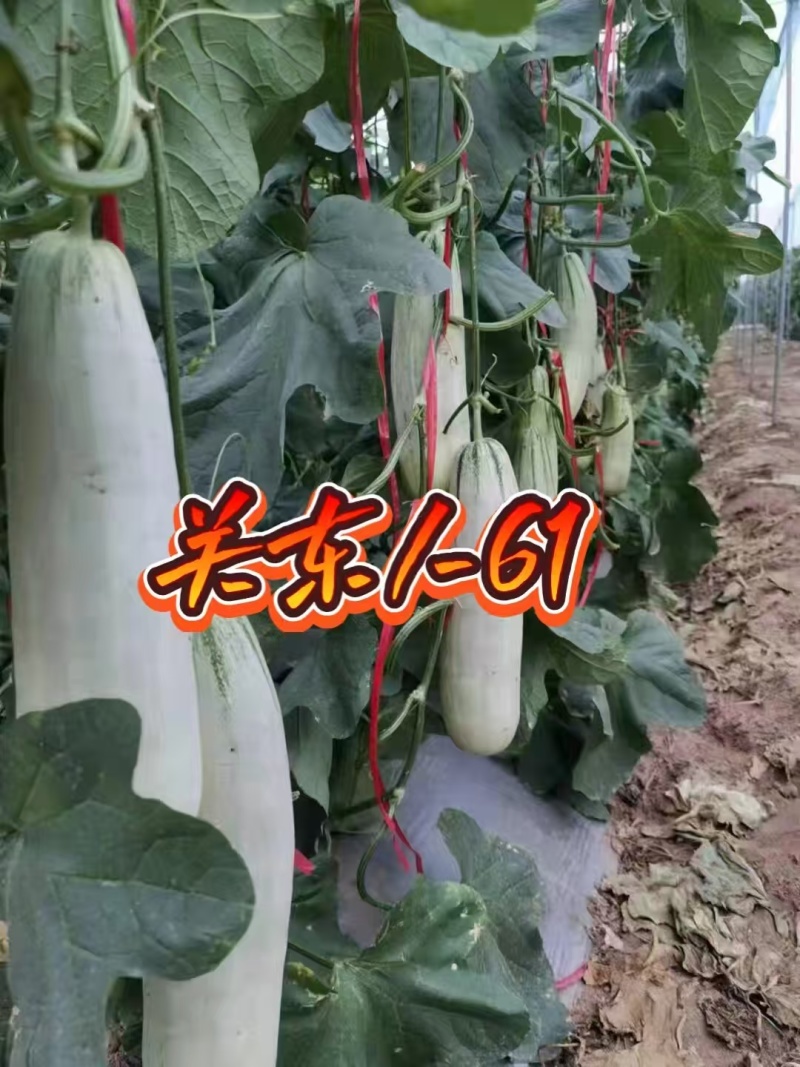 博洋61，各种61，各种9号种苗