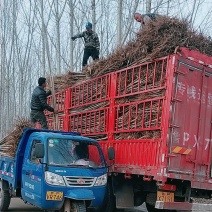杨树苗大量供应基地自发，质量好，上货快，成活率高。
