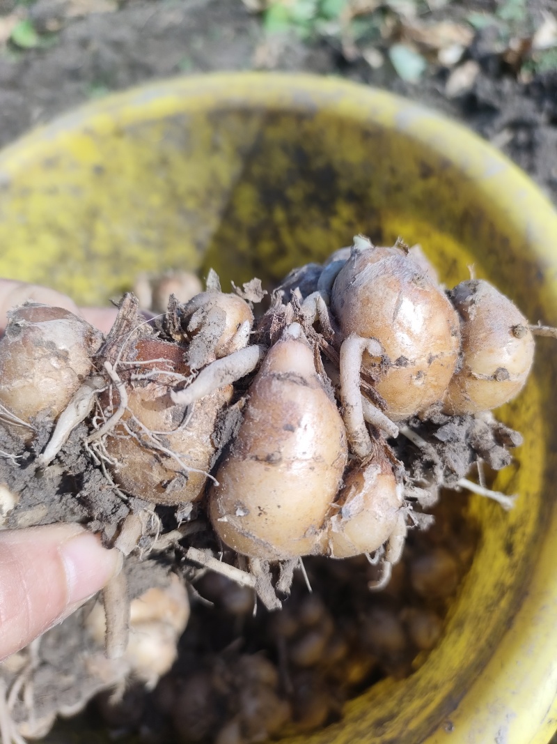 鲜沙姜，山奈，现挖现发，量大优惠