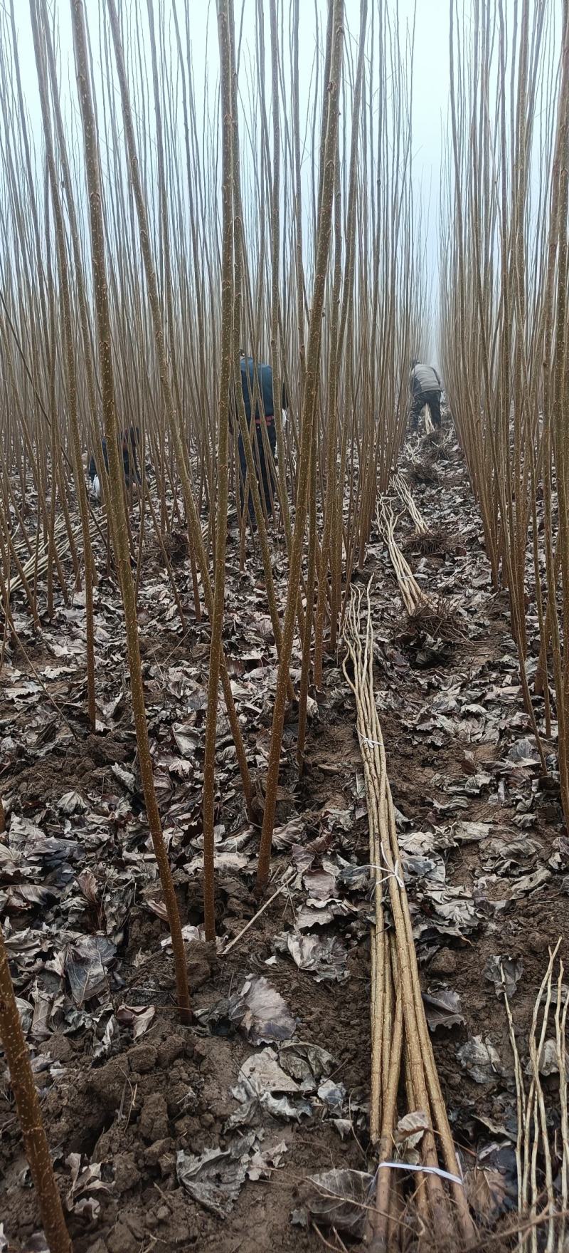杨树苗大量供应基地自发，质量好，上货快，成活率高。