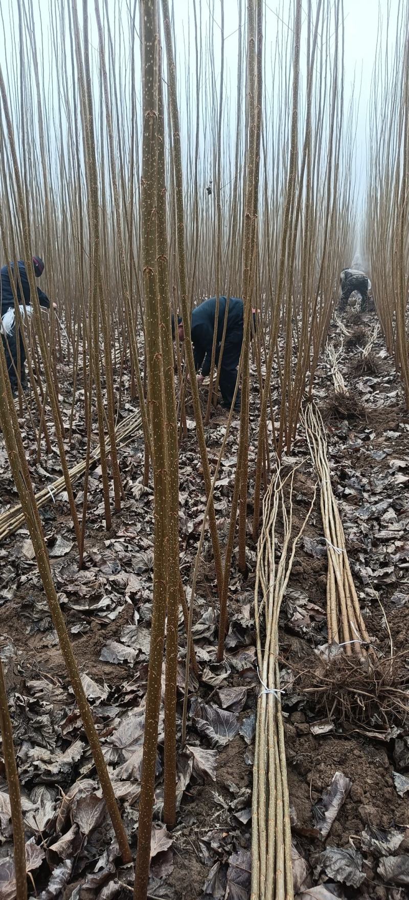 杨树苗大量供应基地自发，质量好，上货快，成活率高。