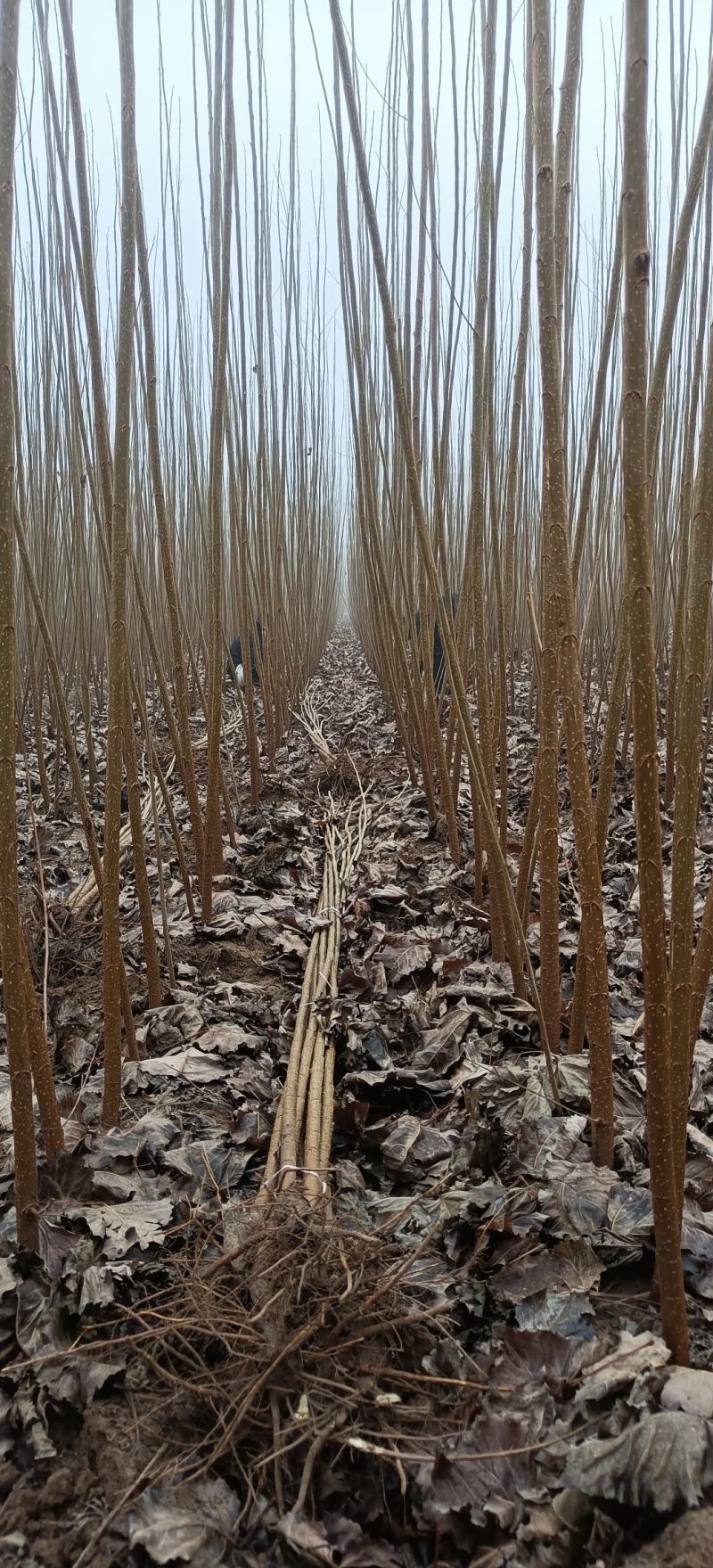 杨树苗大量供应基地自发，质量好，上货快，成活率高。