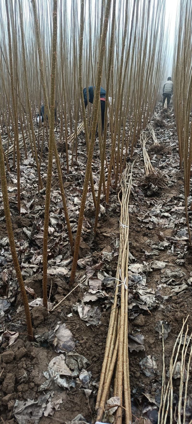 杨树苗大量供应基地自发，质量好，上货快，成活率高。