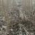 杨树苗大量供应基地自发，质量好，上货快，成活率高。
