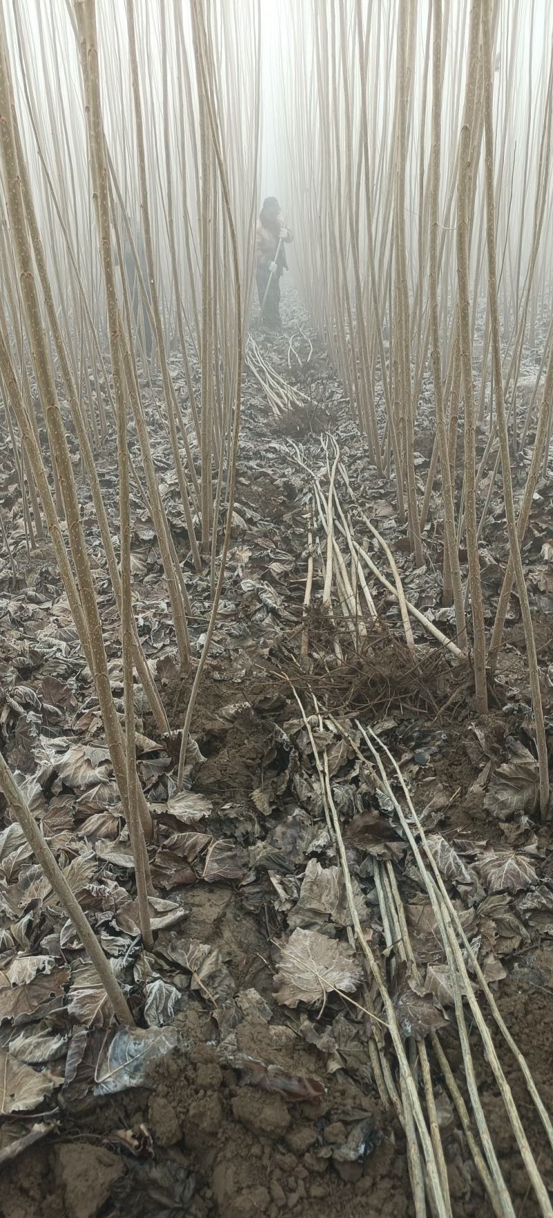 杨树苗大量供应基地自发，质量好，上货快，成活率高。