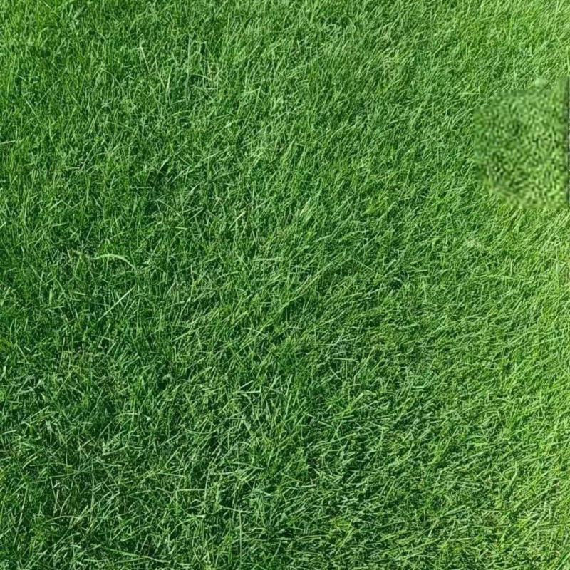 混播草坪