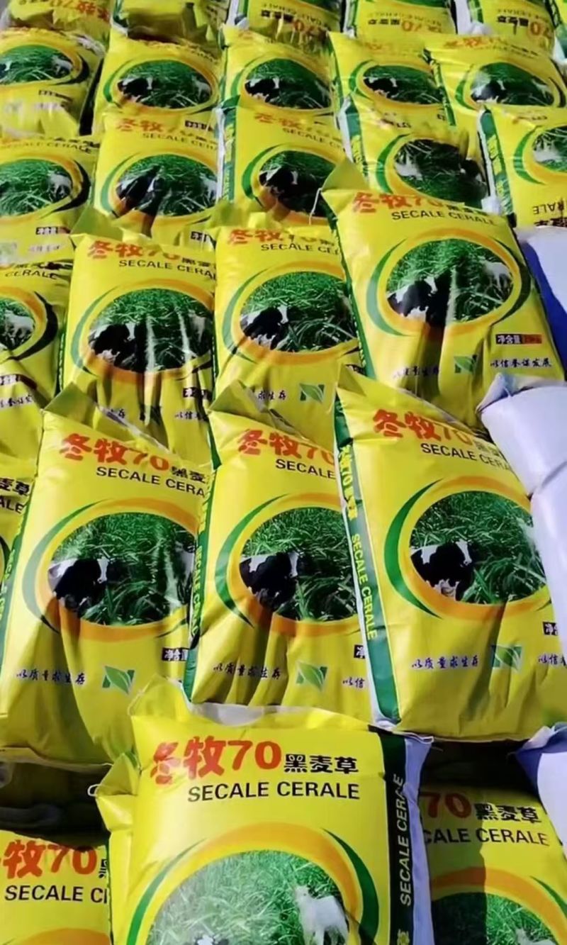 冬牧70黑麦草宽叶高产耐寒牧草种子鱼草种养牛草种猪羊鸡鸭