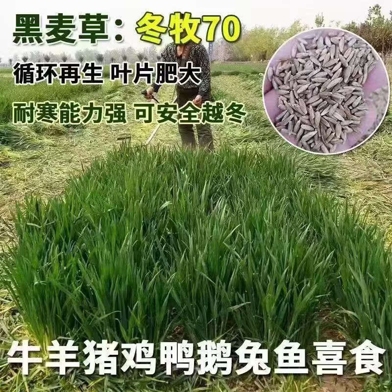 冬牧70黑麦草宽叶高产耐寒牧草种子鱼草种养牛草种猪羊鸡鸭
