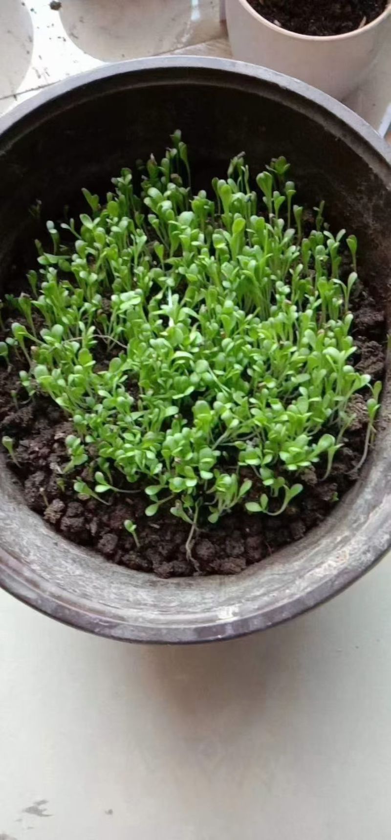 菊苣优质牧草多年生兔子草籽，养殖猪牛鱼鸡鸭鹅**牧草