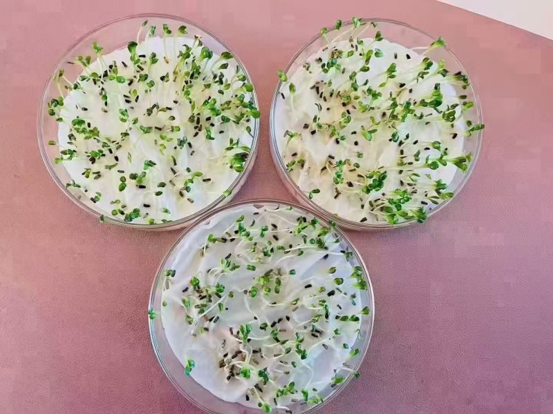 菊苣优质牧草多年生兔子草籽，养殖猪牛鱼鸡鸭鹅**牧草