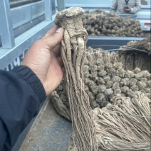 甘肃25年当归干货批发可切片产地直发品质保证欢迎下单订购