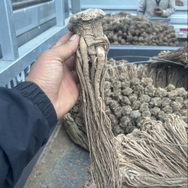 甘肃25年当归干货批发可切片产地直发品质保证欢迎下单订购