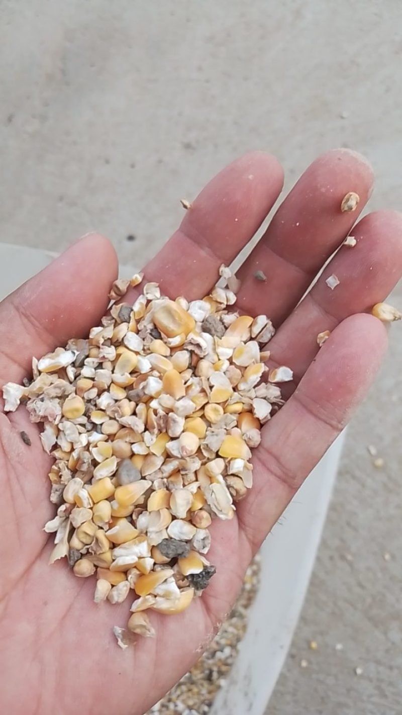 碎玉米净粮